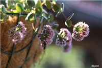83f3ce56-IMG_6292 sedum sieboldi.jpg